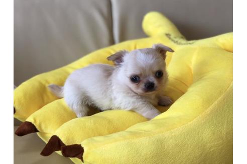 成約済の香川県のチワワ(ロングコート)-53236の3枚目